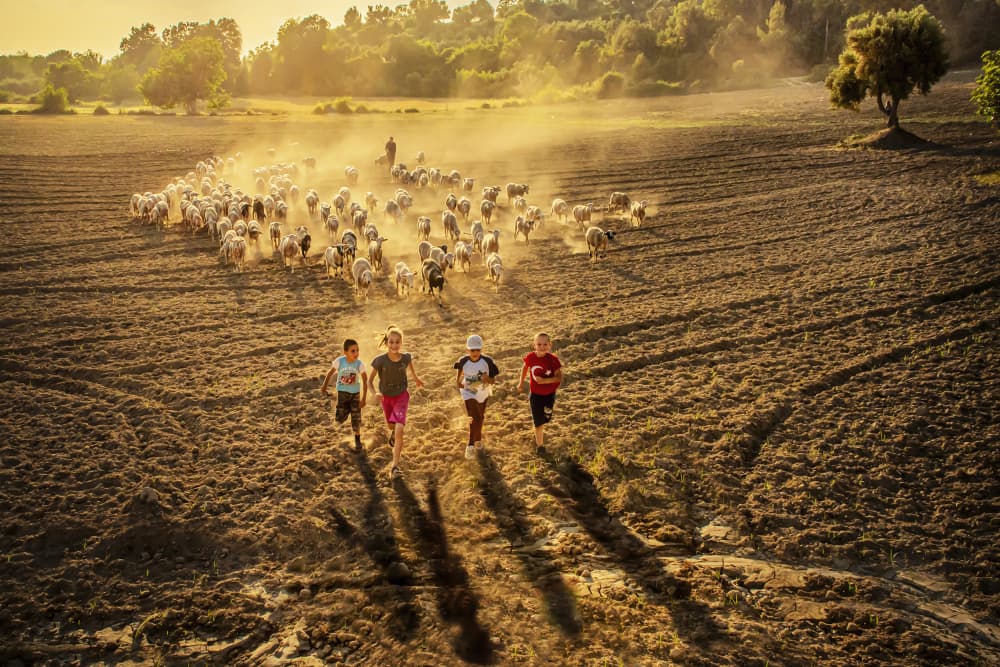 Children Chasing Sheep by Ali Can — canvas wall art