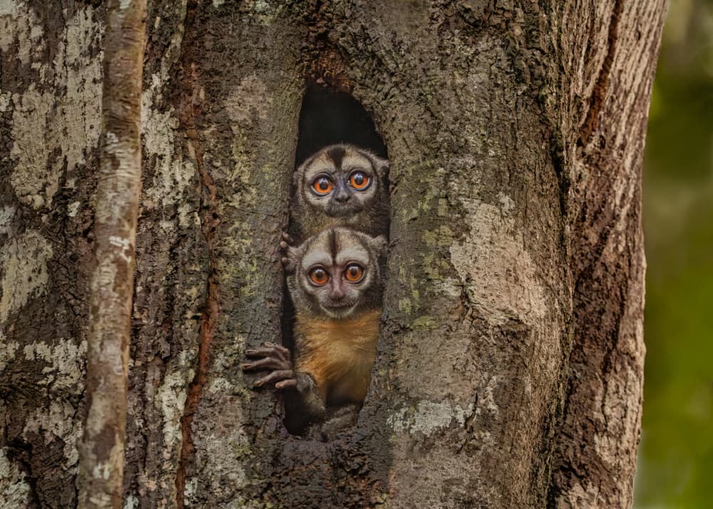 Curious Owl Monkeys by James Cai — canvas wall art