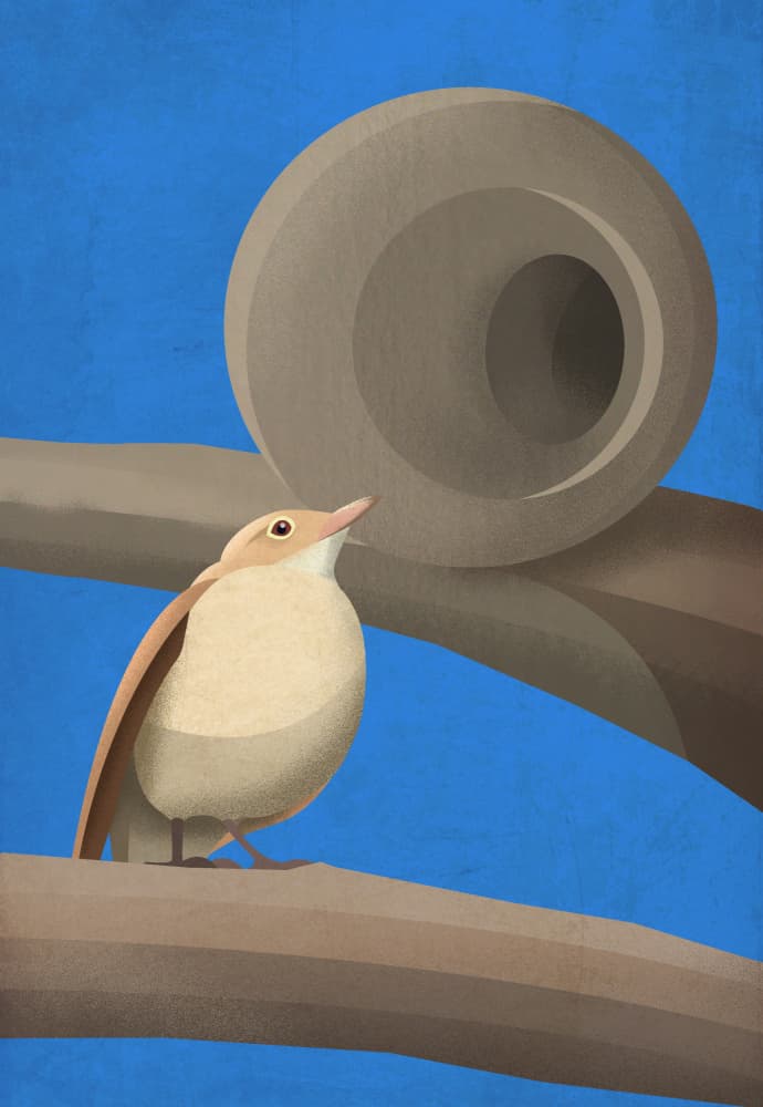 Curious Bird Nest by Franco Caballero — canvas wall art