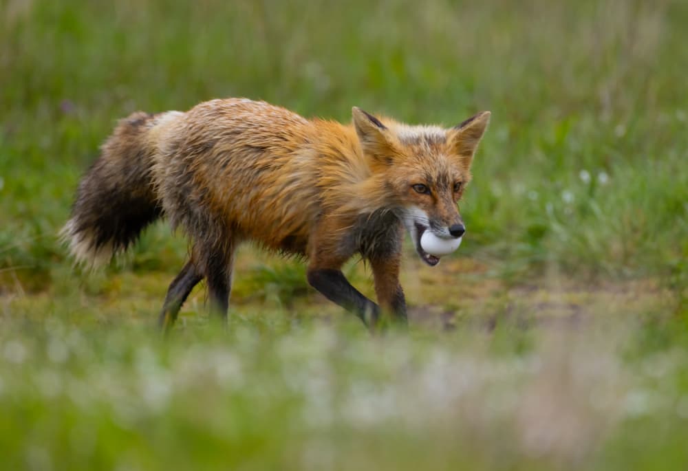 Red Fox Carrying Egg by Johnson Huang — canvas wall art