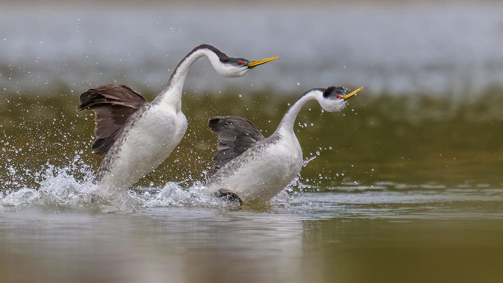 Grebes Water Dance by Jennifer Lu — canvas wall art