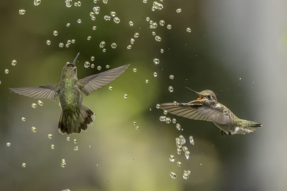 Hummingbird Water Duel by Judy Tseng — canvas wall art