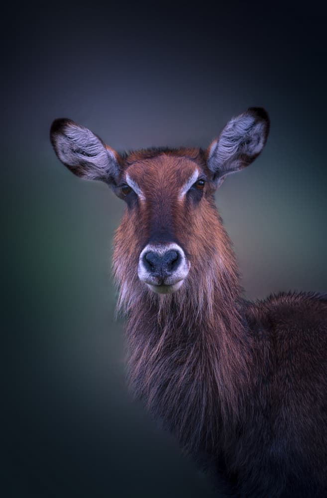 Serene Waterbuck Portrait by joanaduenas — canvas wall art