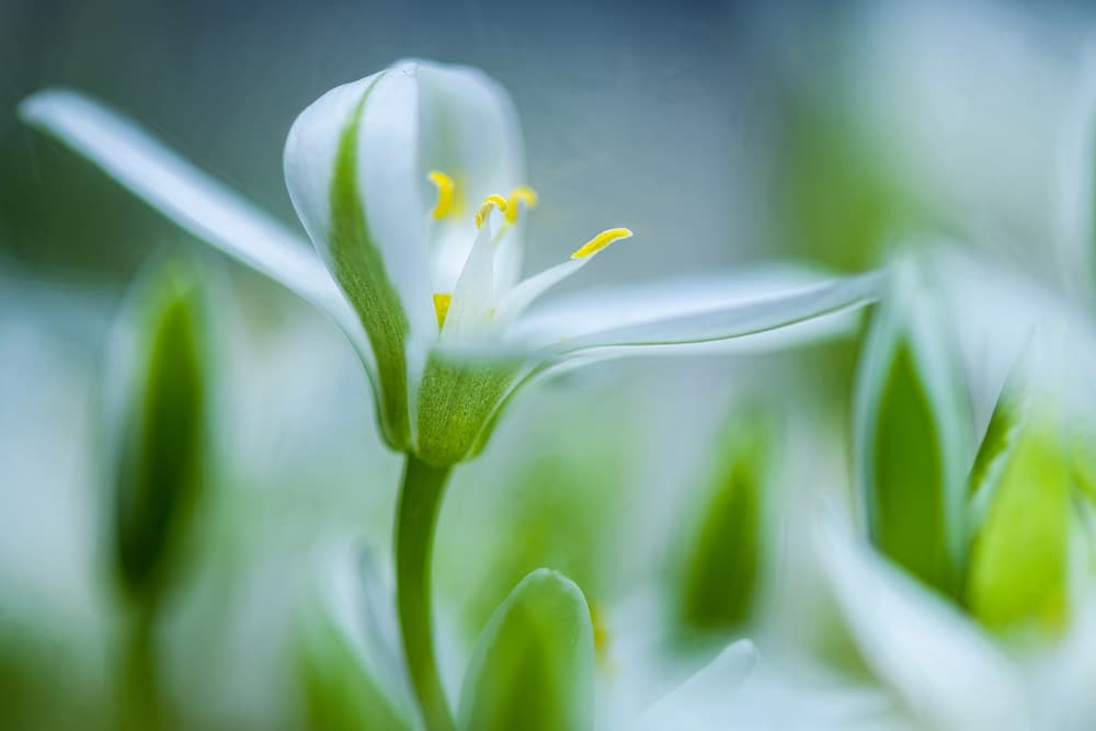 Fresh Green Striped Flower by Ulrike Eisenmann — canvas wall art