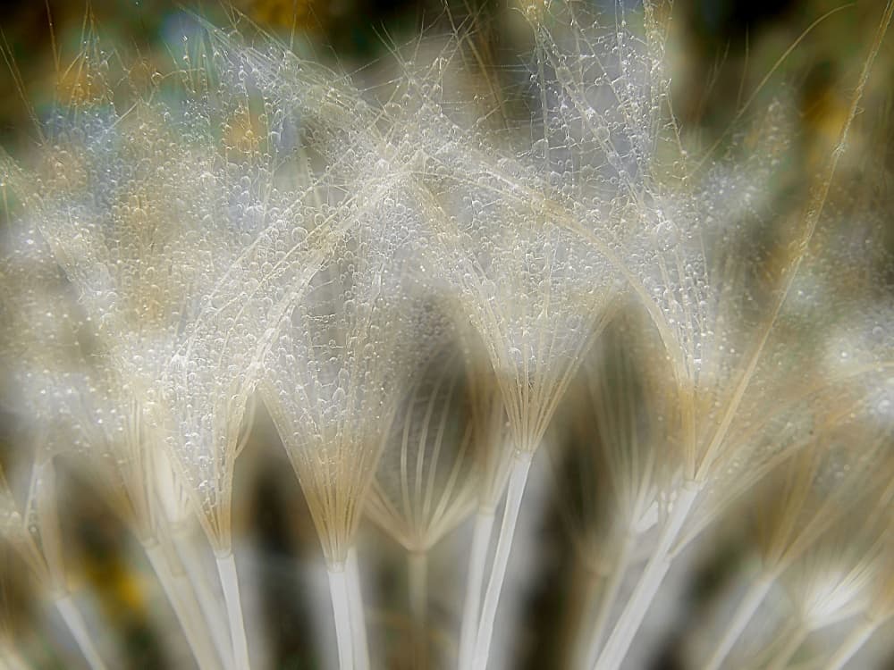 Dewy Dandelion Seeds by Thierry Dufour — canvas wall art