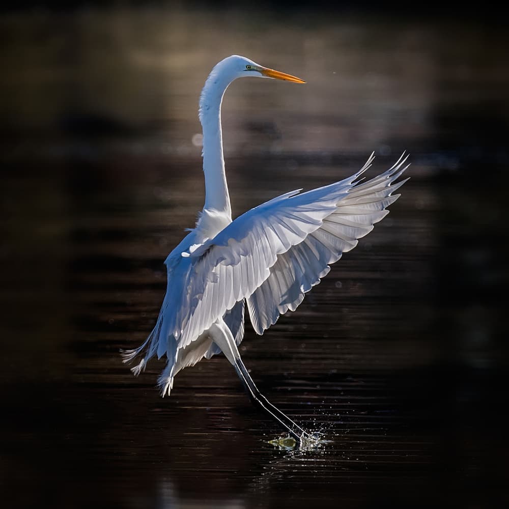 Egret Water Takeoff by David H Yang — canvas wall art
