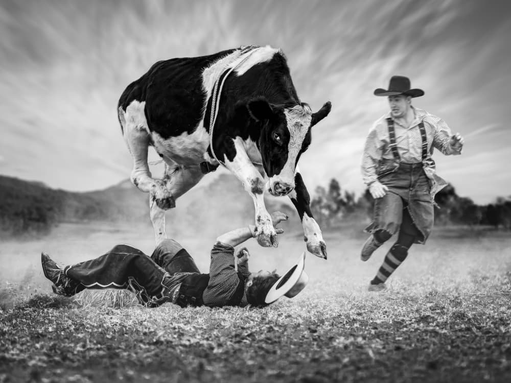 Leaping Cow Comedy by Frank Ma — canvas wall art
