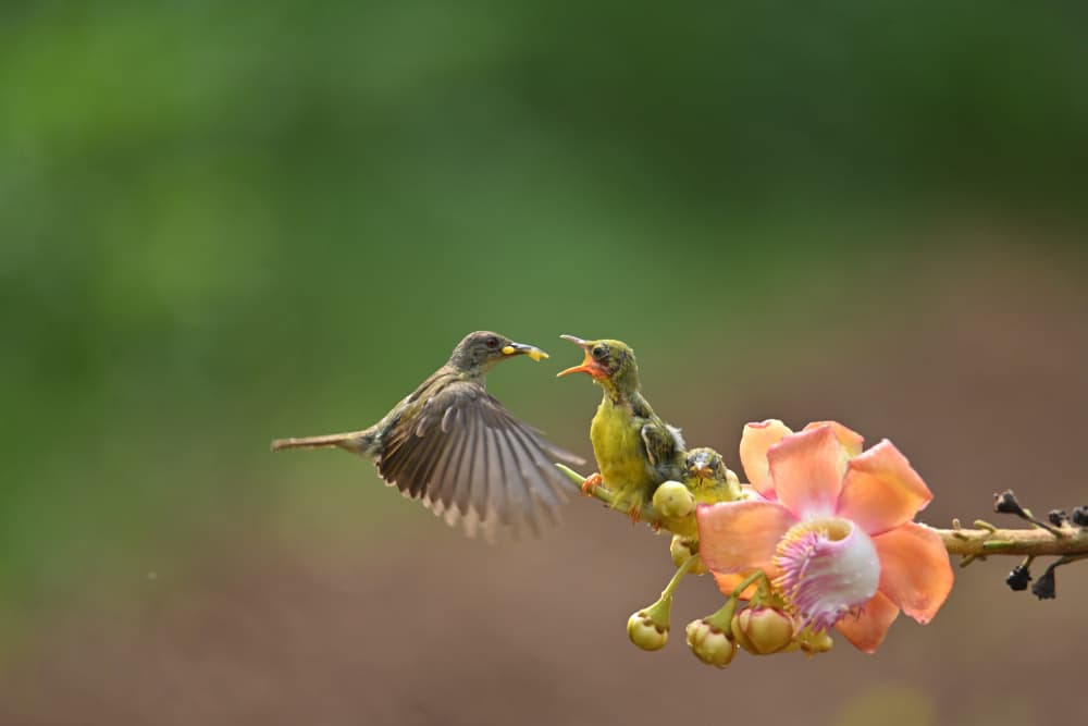 Feeding Baby Sunbird by Ajar Setiadi — canvas wall art