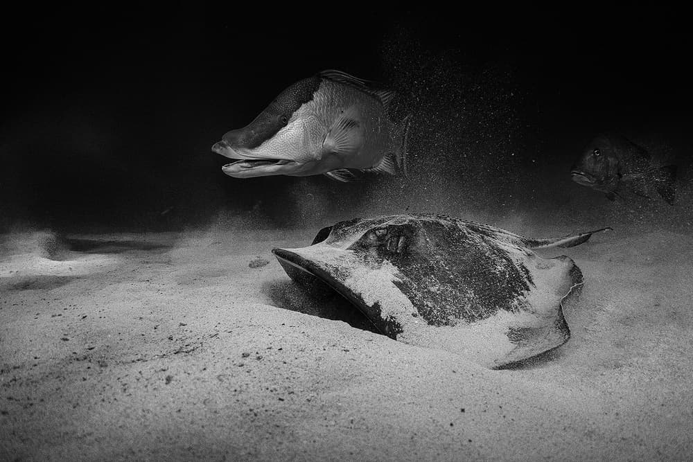 Marine Life Drama by Jennifer Lu — canvas wall art