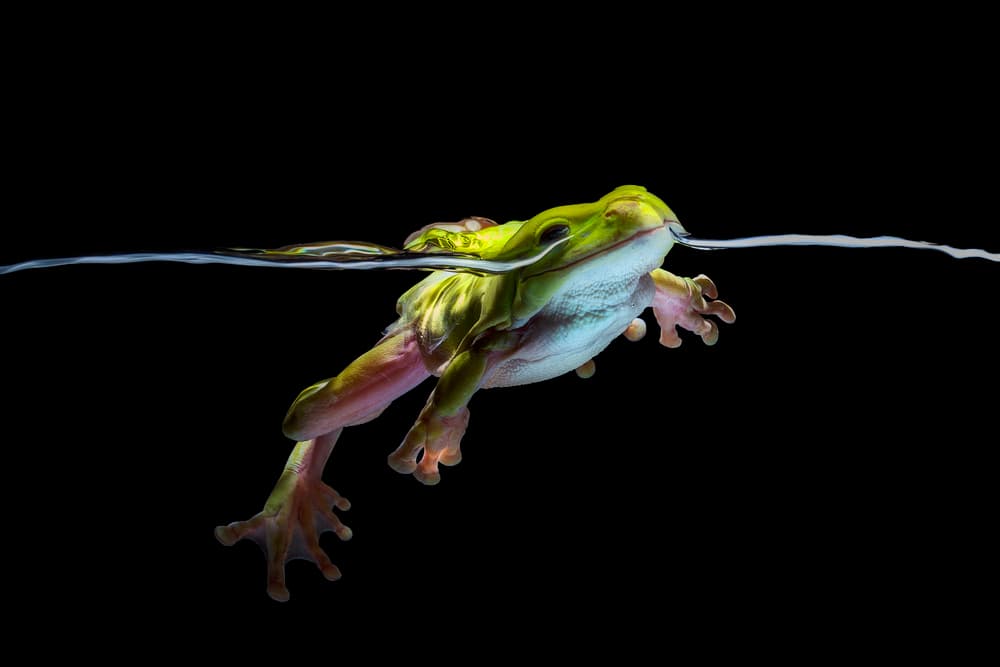 Green Frog At Surface by Andi Halil — canvas wall art