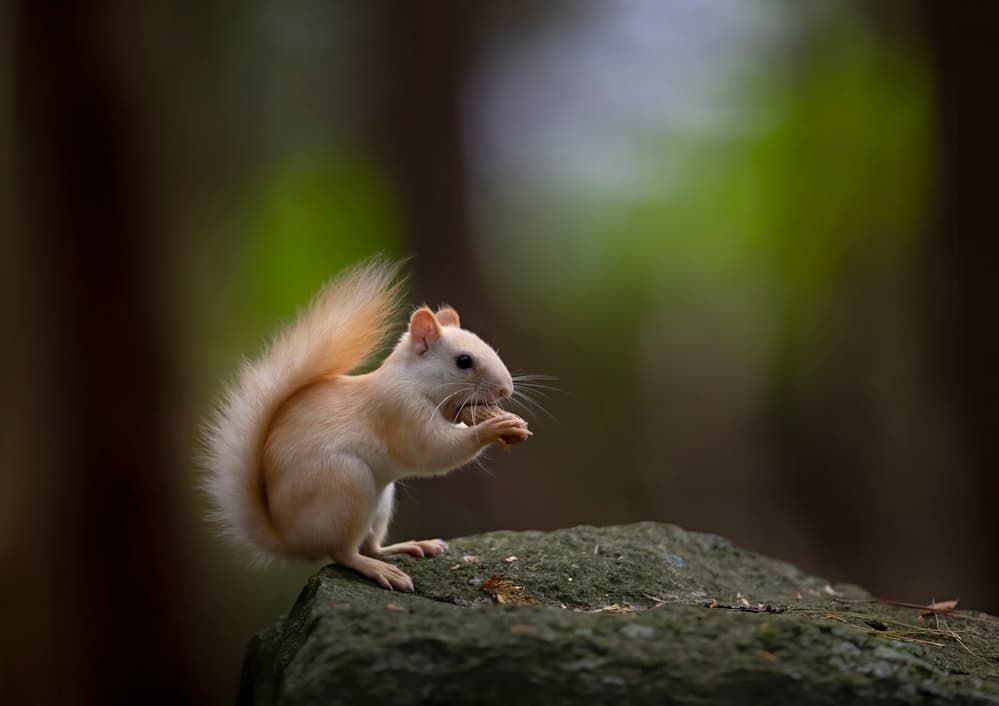 Albino Squirrel Snack by Jim Cumming — canvas wall art