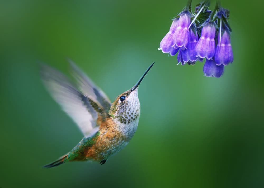 Hummingbird Purple Flower by Qing Zhao — canvas wall art