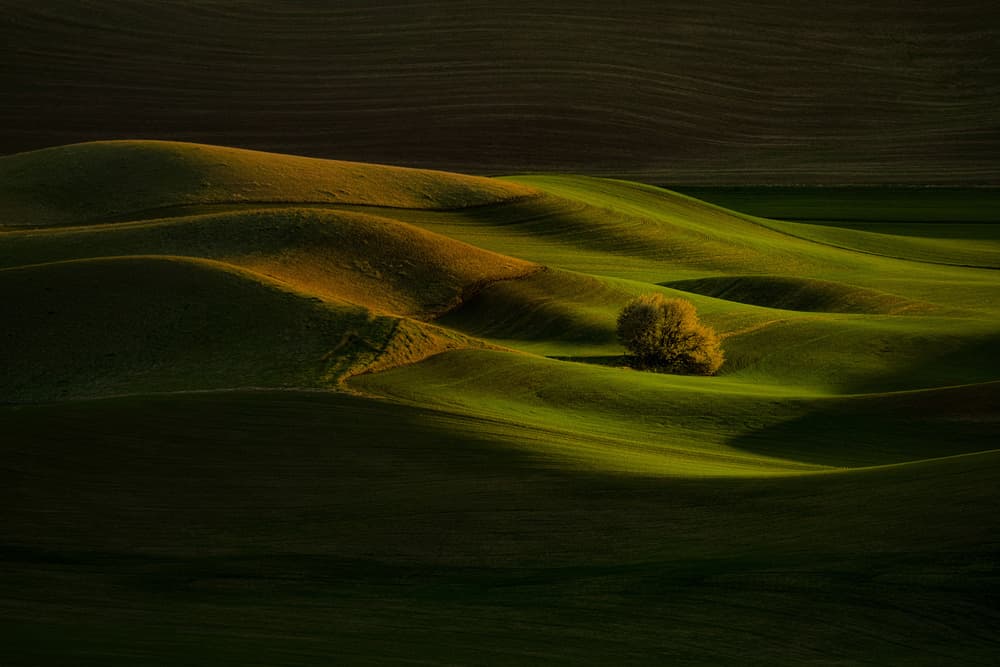 Green Hills Golden Glow by Lydia Jacobs — canvas wall art