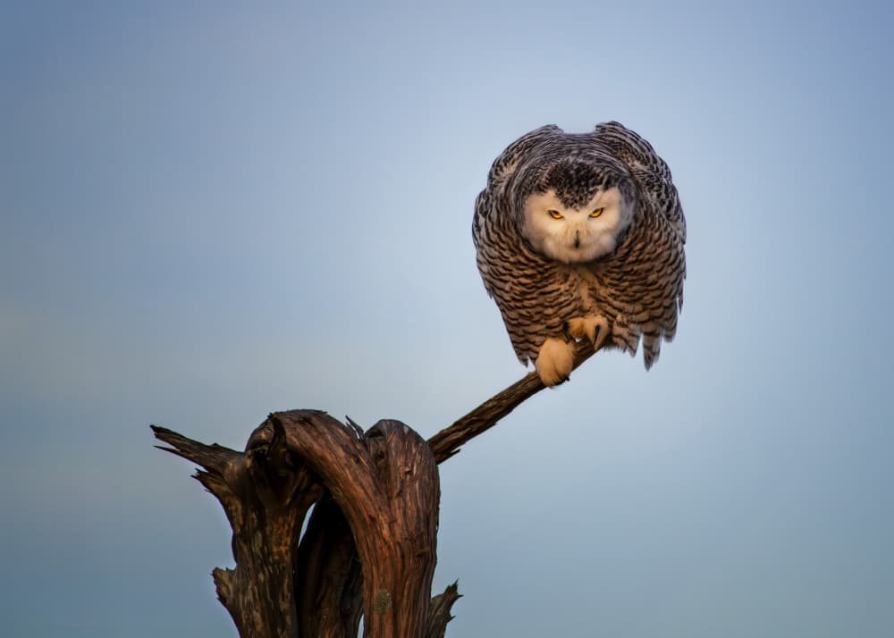Watchful Snowy Owl by Ti Wang — canvas wall art