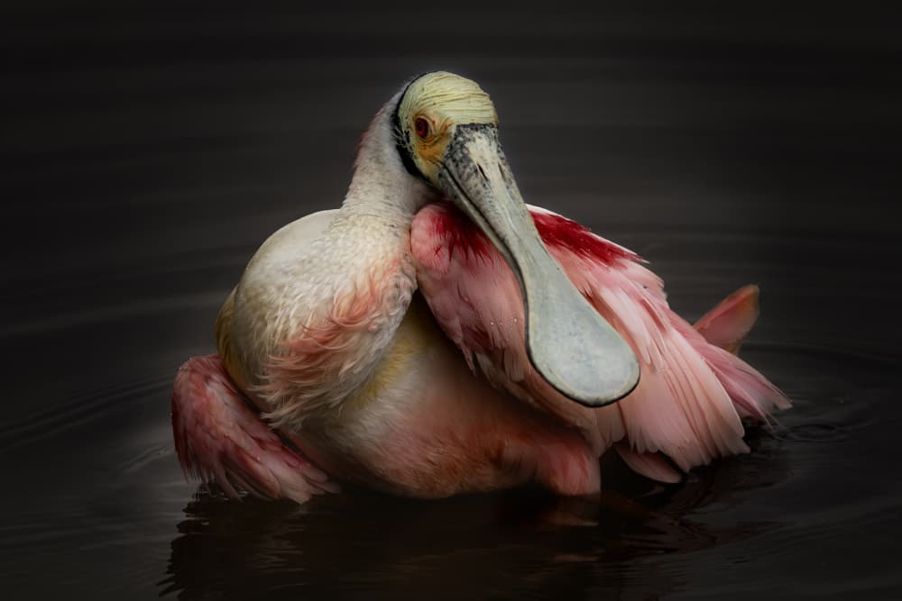 Graceful Pink Spoonbill by Linda D Lester — canvas wall art