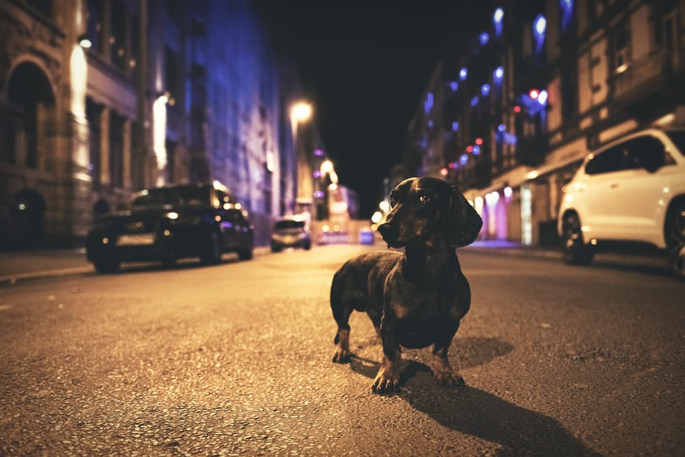 Dachshund Night Street by Heike Willers — canvas wall art