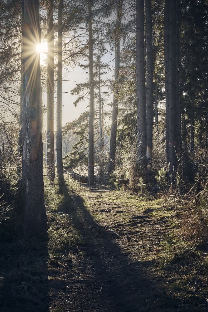 Sunlit Woodland Path by Hamed Bank — canvas wall art