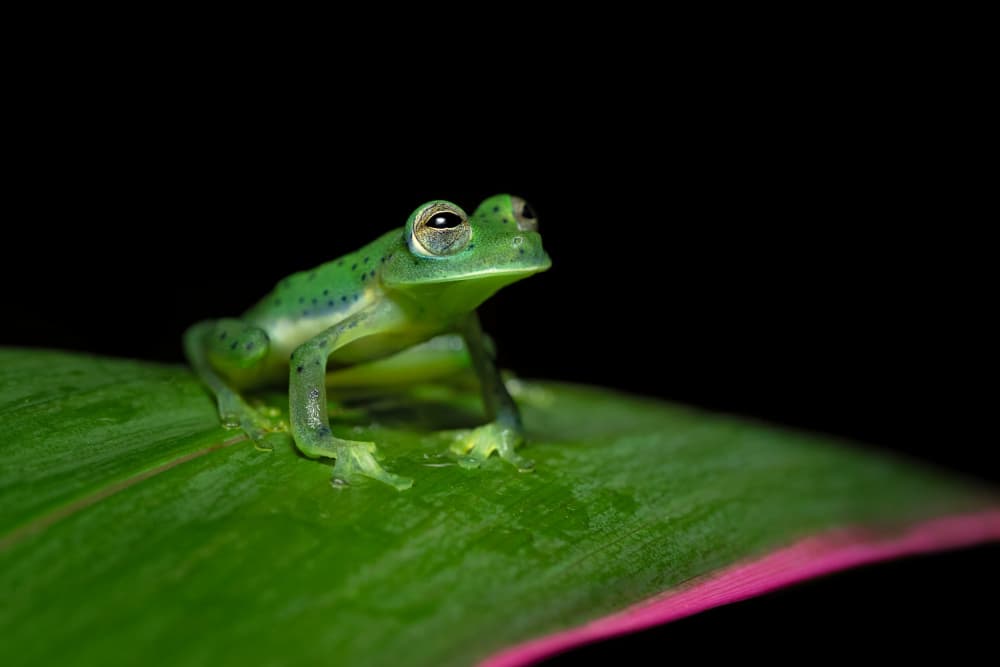 Glass Frog Night Glow by Milan Zygmunt — canvas wall art