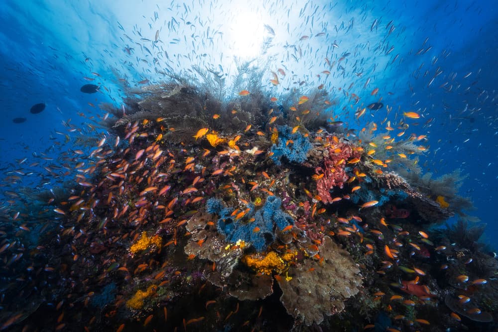 Vibrant Coral Reef by Barathieu Gabriel — canvas wall art