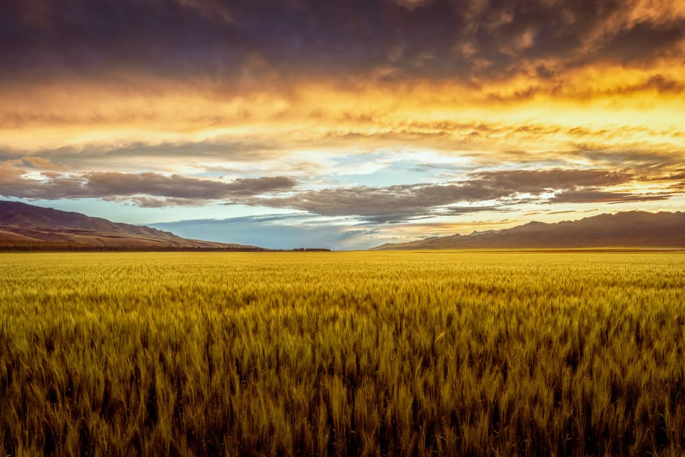 Golden Wheat Field Sunset by Irene Wu — canvas wall art