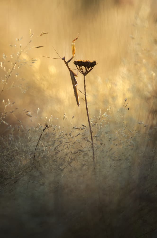 Praying Mantis Golden Light by Sebastien Blomme — canvas wall art