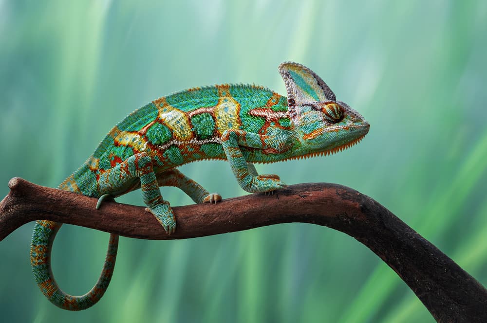Vibrant Veiled Chameleon by Edy Pamungkas — canvas wall art