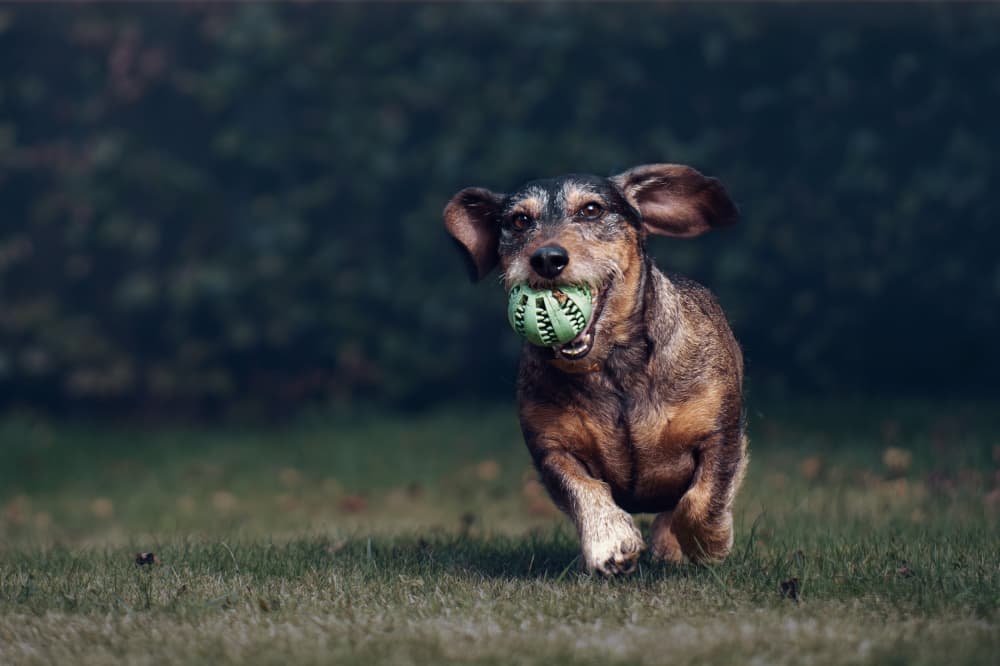 Playful Dachshund Run by Gert J ter Horst — canvas wall art