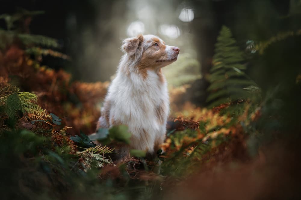 Peaceful Forest Dog by Alfonso maseda varela — canvas wall art