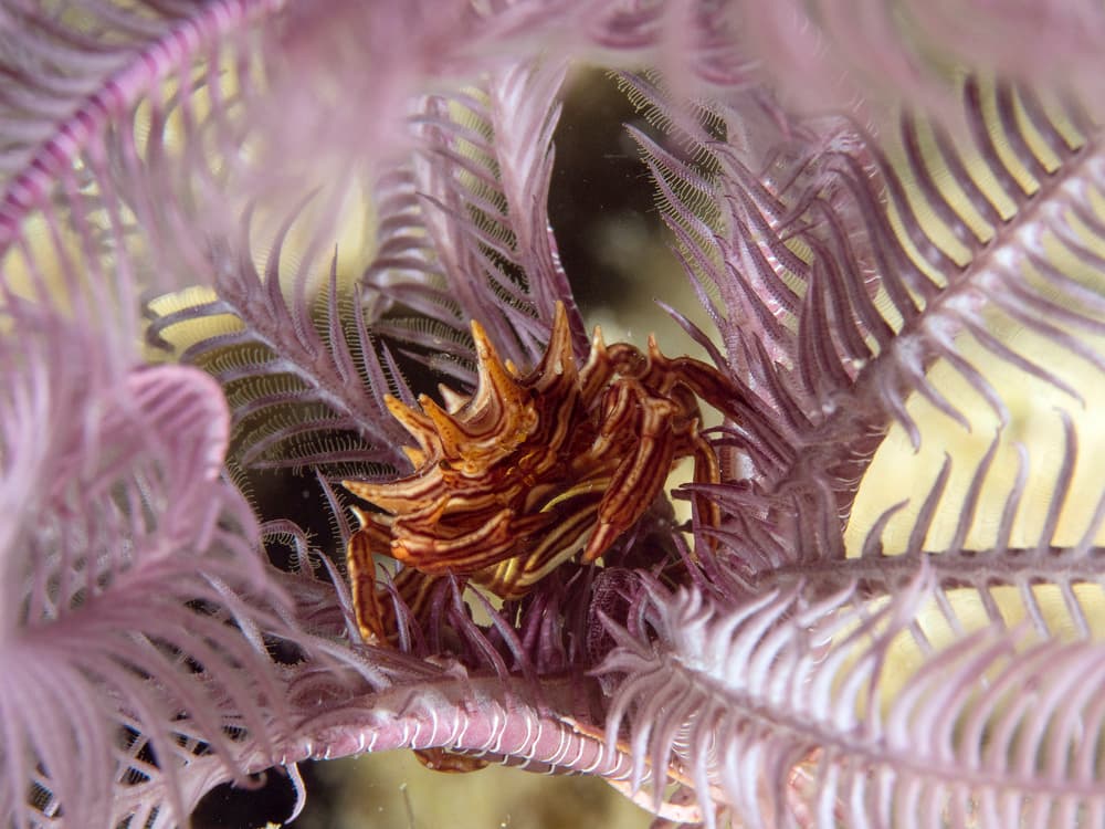 Underwater Crinoid Crab by Ilan Ben Tov — canvas wall art