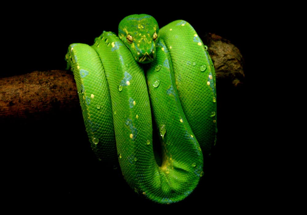 Emerald Tree Python by Felicia Berlin — canvas wall art