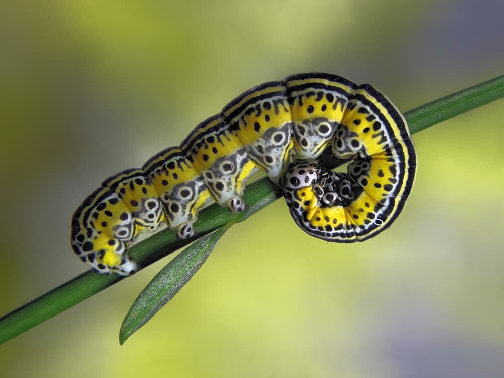 Vibrant Caterpillar Coil by Jimmy Hoffman — canvas wall art