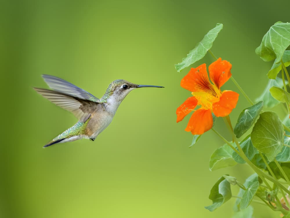 Hummingbird Nectar Hunt by Hannah & Wei — canvas wall art