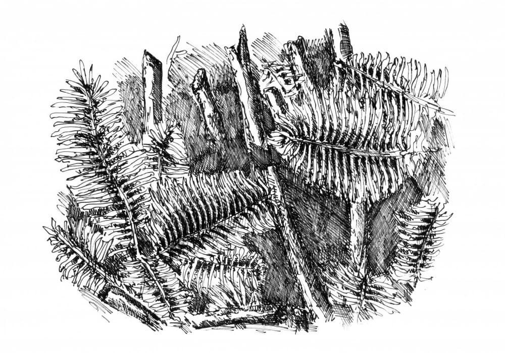 Forest Floor Ferns by Kulik — canvas wall art