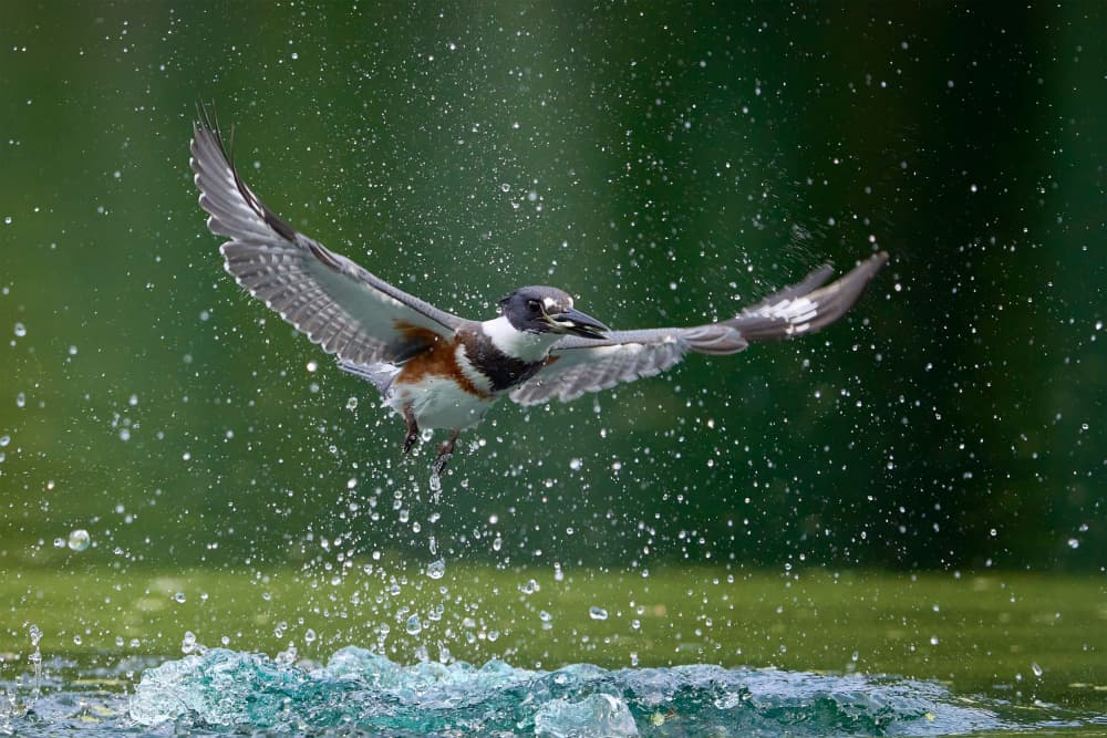 Kingfisher Splash Flight by Johnny Chen — canvas wall art