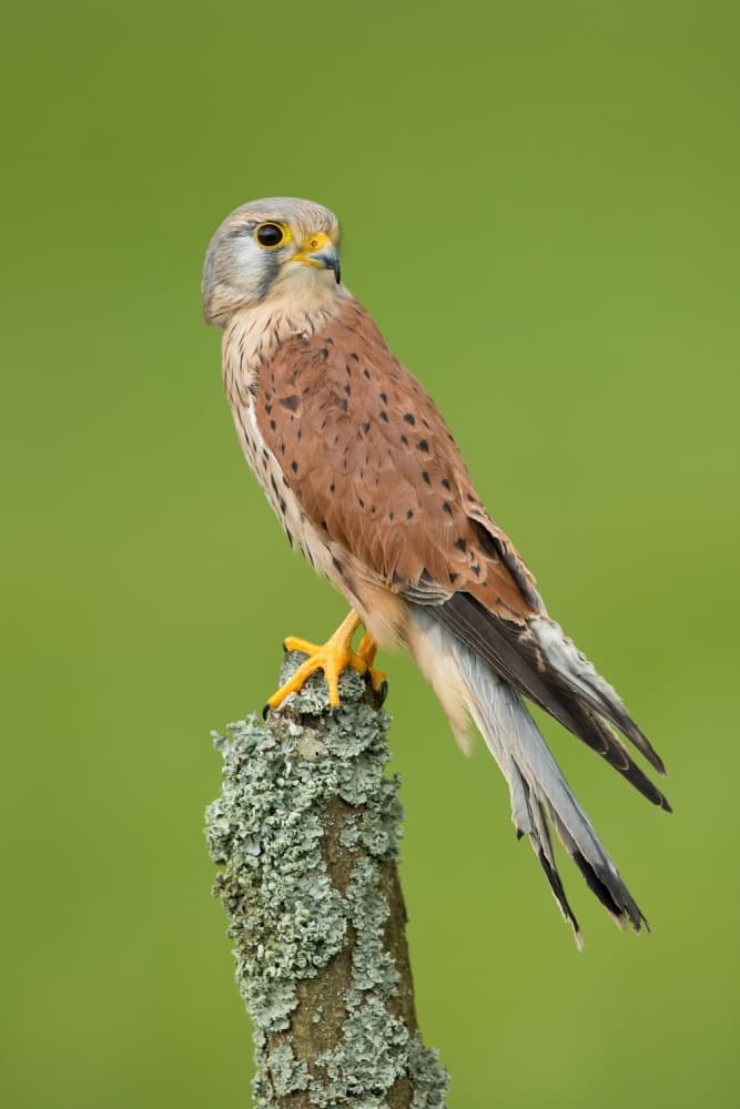 Majestic Kestrel Perch by Milan Zygmunt — canvas wall art