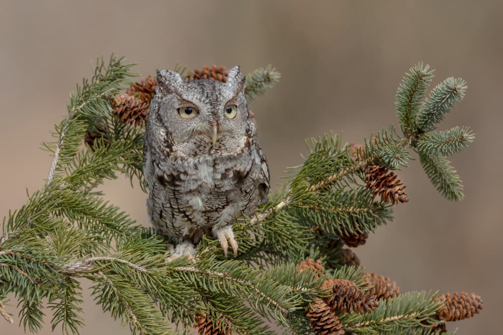 Watchful Grey Screech Owl by Max Wang — canvas wall art