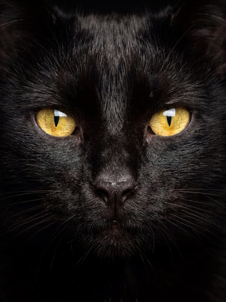 Black Cat Golden Eyes by Andreas Magnusson — canvas wall art