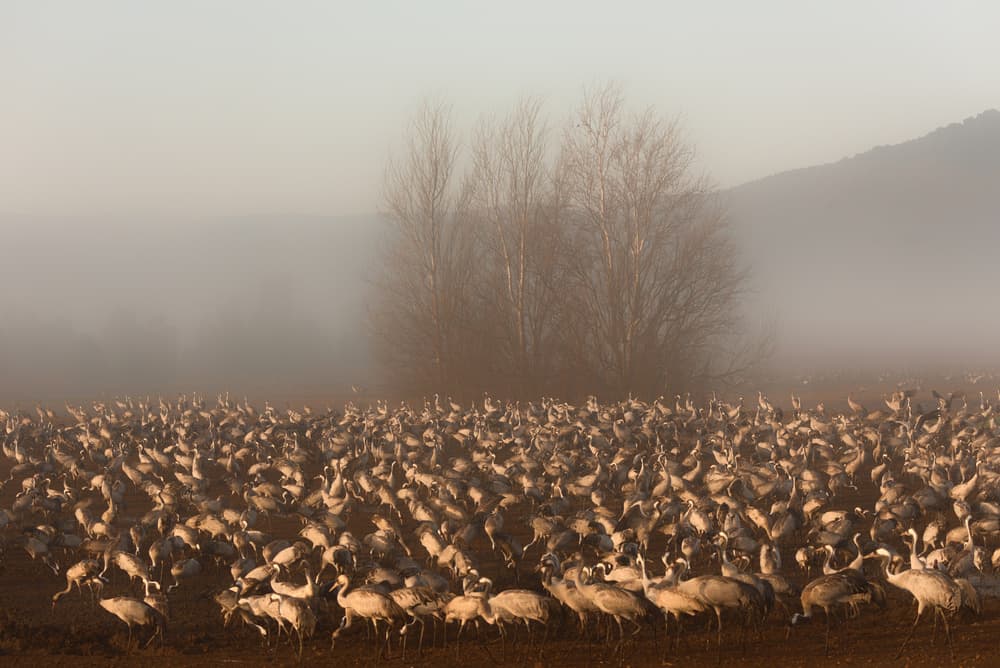 Cranes in Misty Morning by Keren Or — canvas wall art