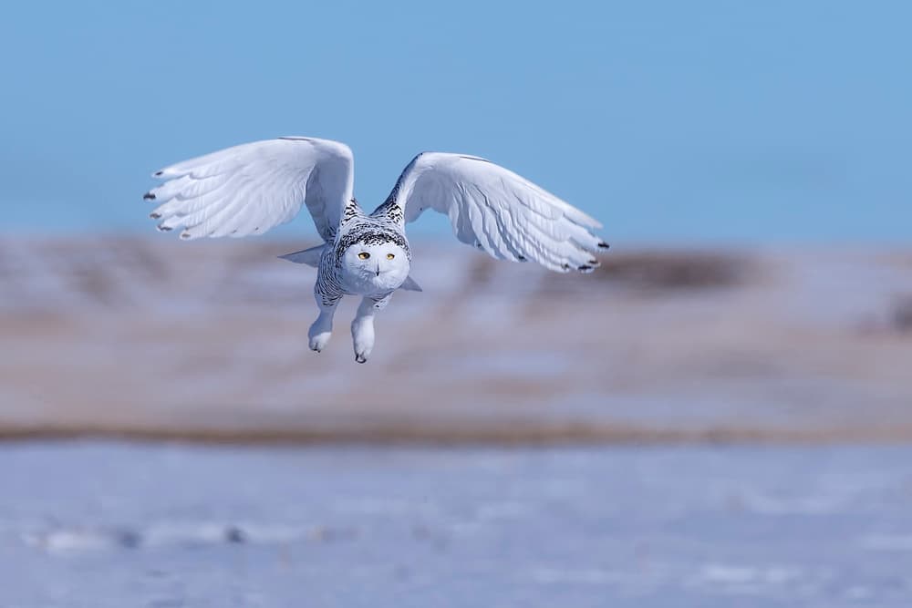 Majestic Snowy Owl Flight by Jun Zuo — canvas wall art