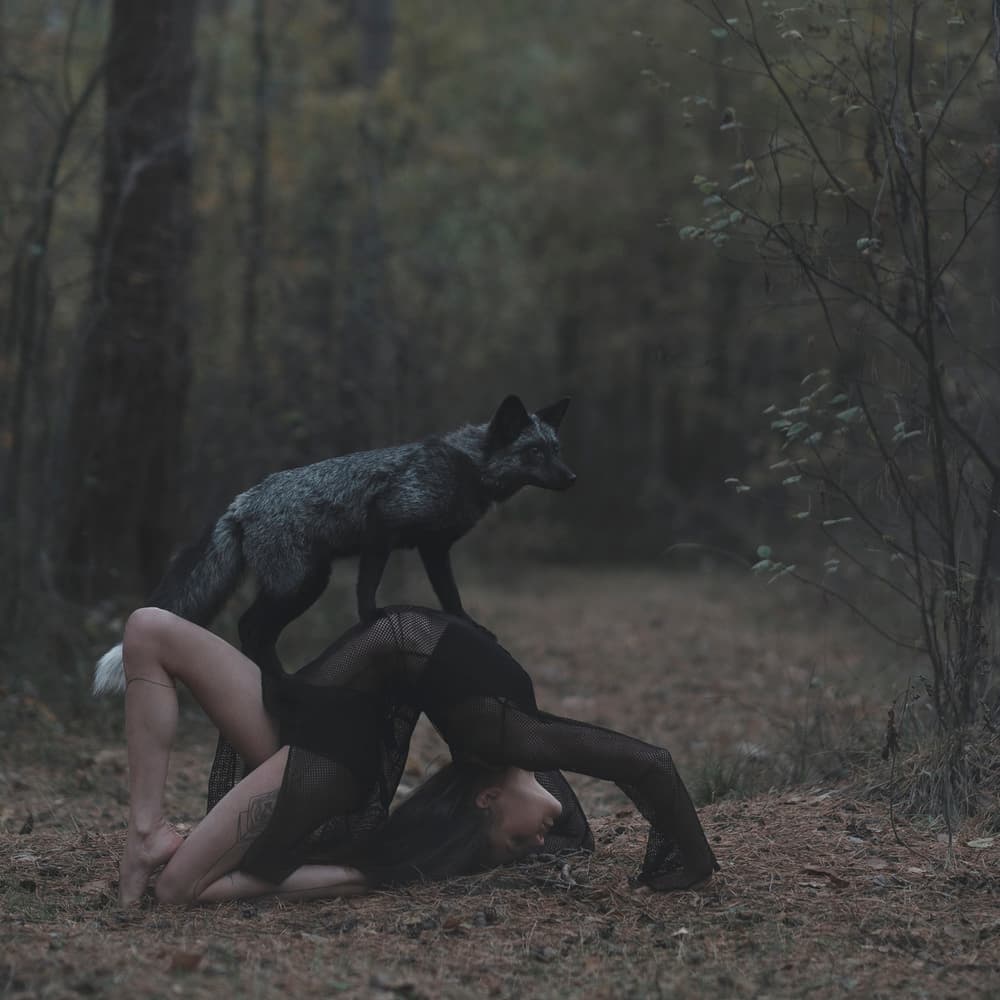 Silver Fox Contortionist by Olga Barantseva — canvas wall art