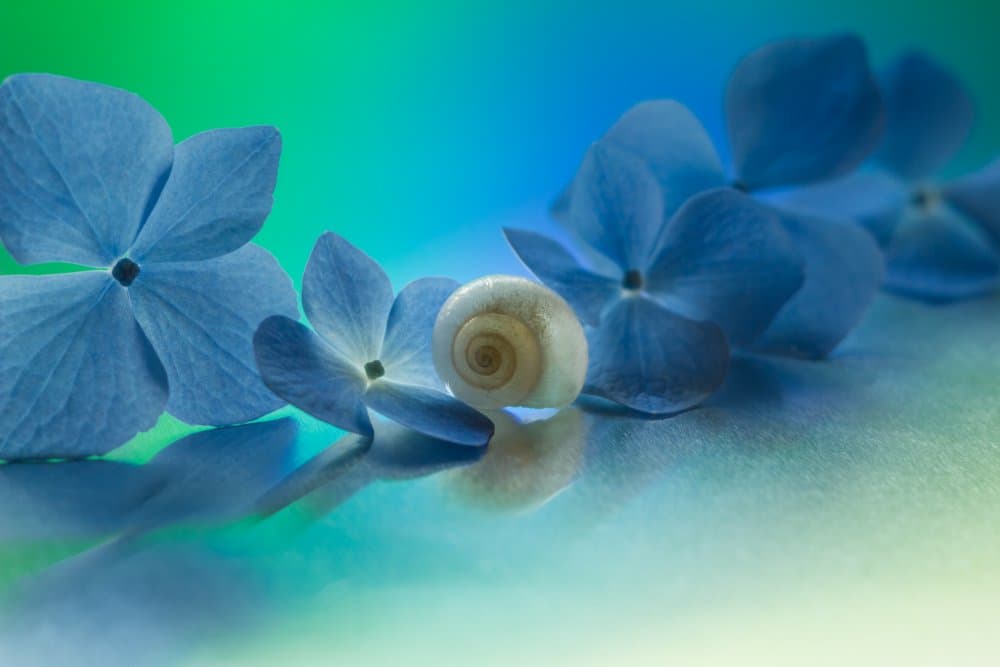 Snail Shell Hydrangea by Shihya Kowatari — canvas wall art