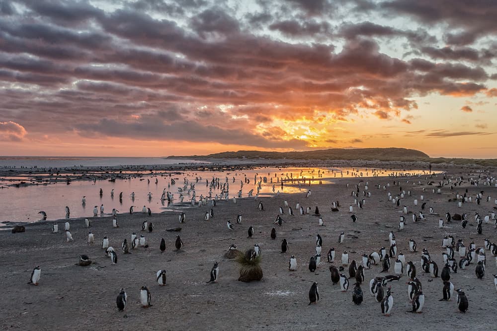 Serene Sunset Penguin Colony by Joan Gil Raga — canvas wall art