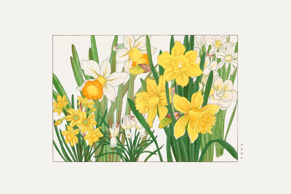 Daffodil by Tanigami Konan — canvas wall art