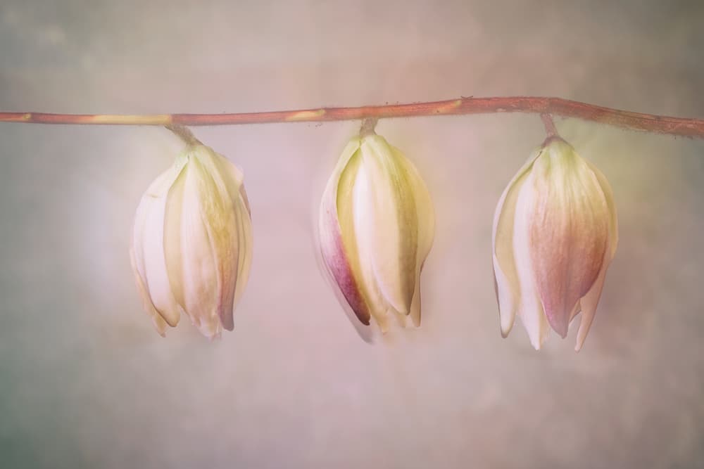 Ethereal Flower Buds by Marie-anne Stas — canvas wall art