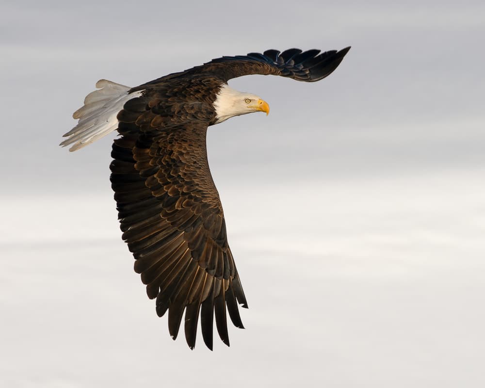 Soaring Bald Eagle by John Fan — canvas wall art