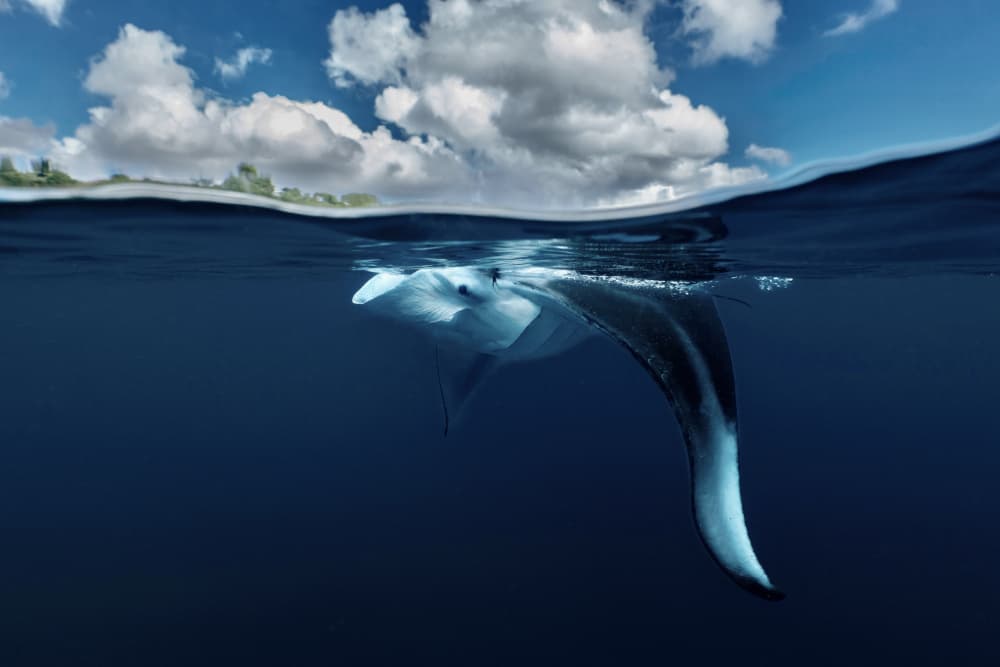 Majestic Manta Over Under by Serge Melesan — canvas wall art