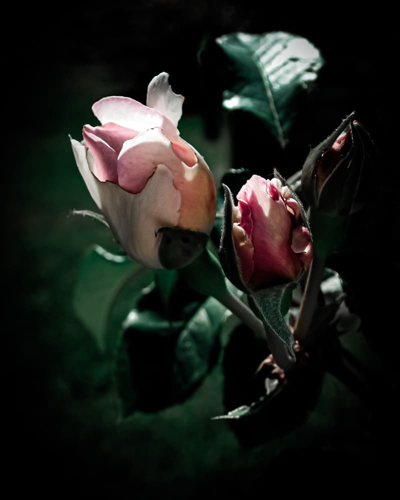 Soft Pink Rose Buds by Michele Frechette — canvas wall art