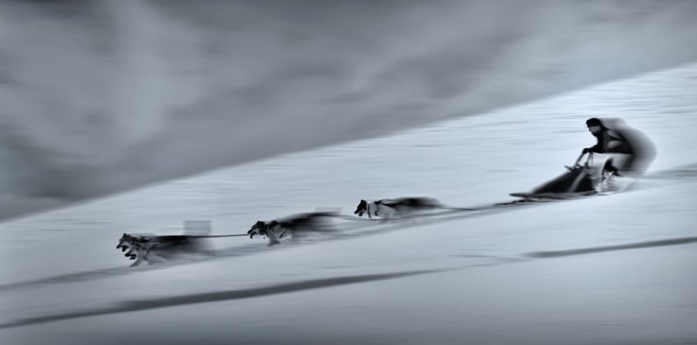 Speedy Sled Team by Dusan Ignac — canvas wall art