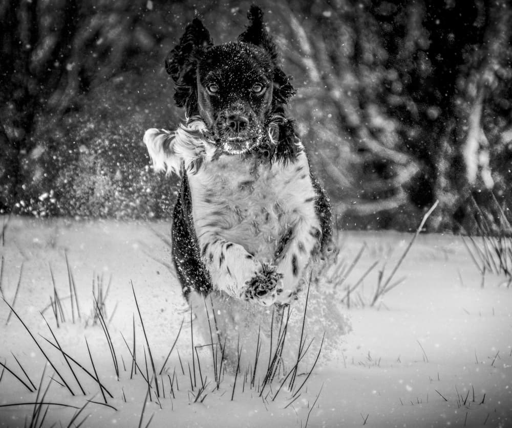 Joyful Winter Dog by Lee Kershaw — canvas wall art
