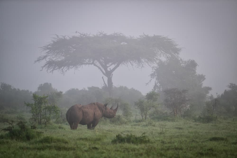 Misty Morning Rhino by Luigi Ruoppolo — canvas wall art